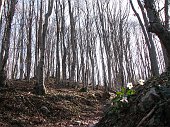 04 Splendida faggeta